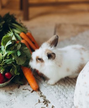 rabbit photo