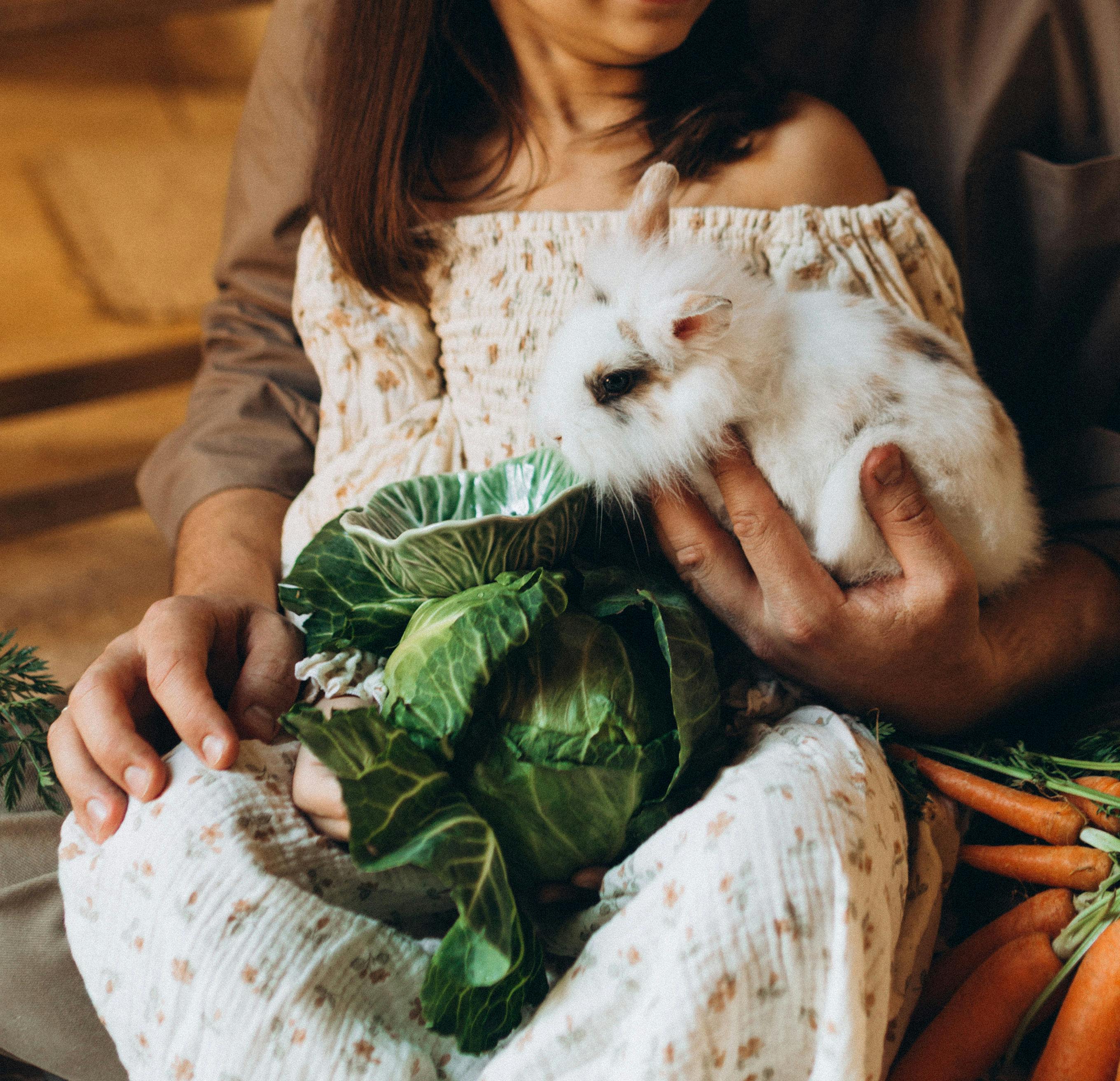 Healthy rabbit on farm