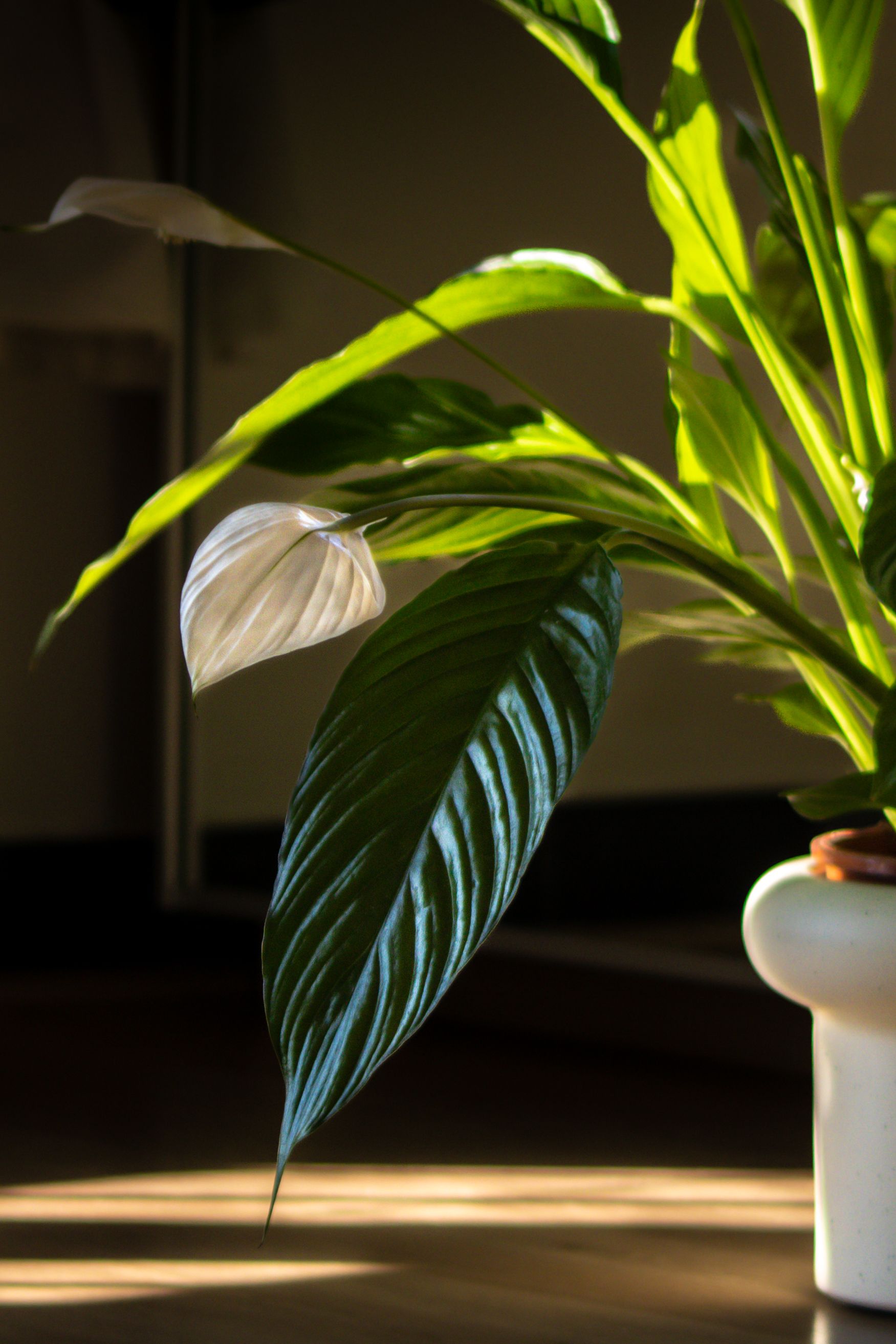Peace Lily