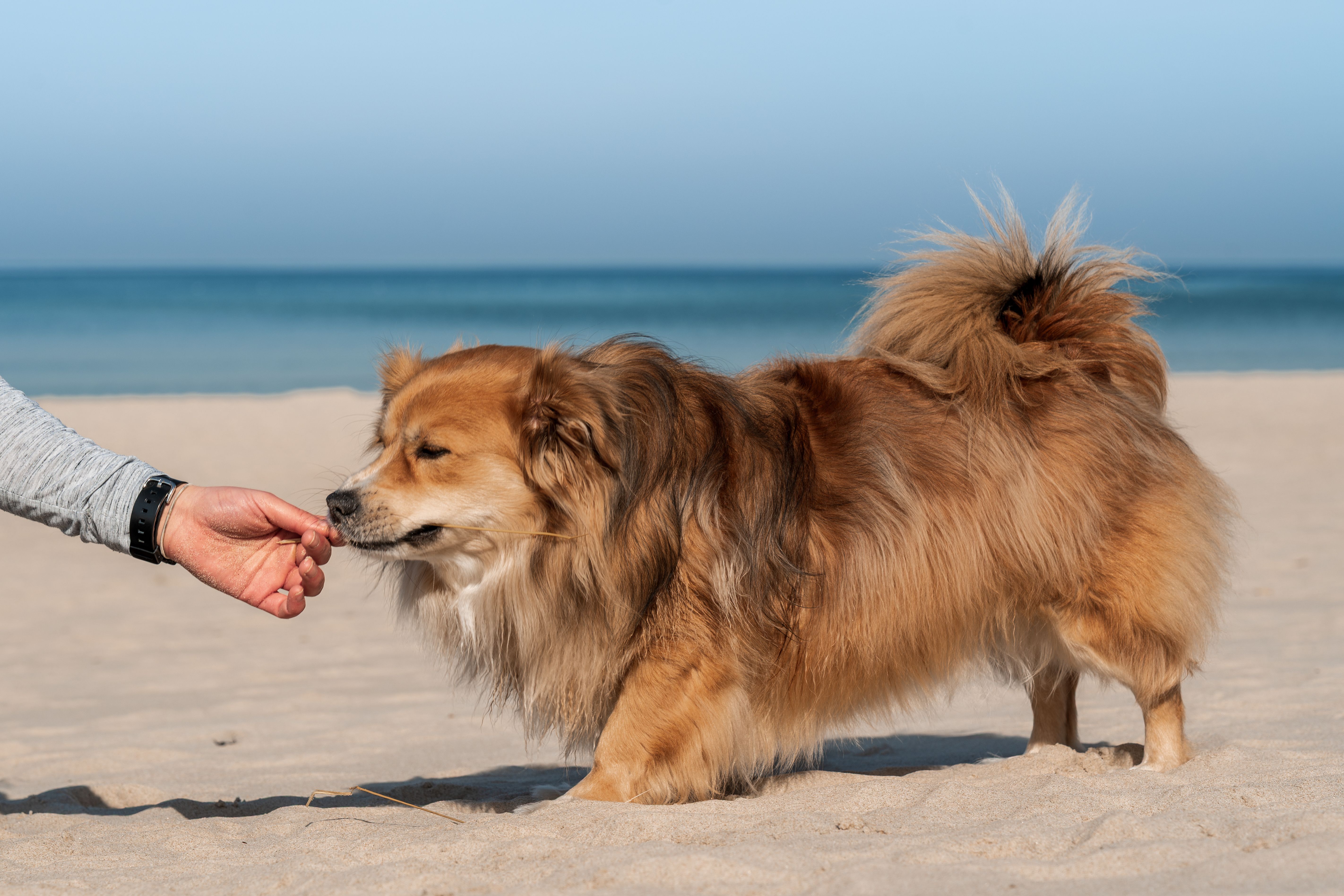 A playful medium-sized dog on Kołobrzeg beach enjoying a treat from a hand.