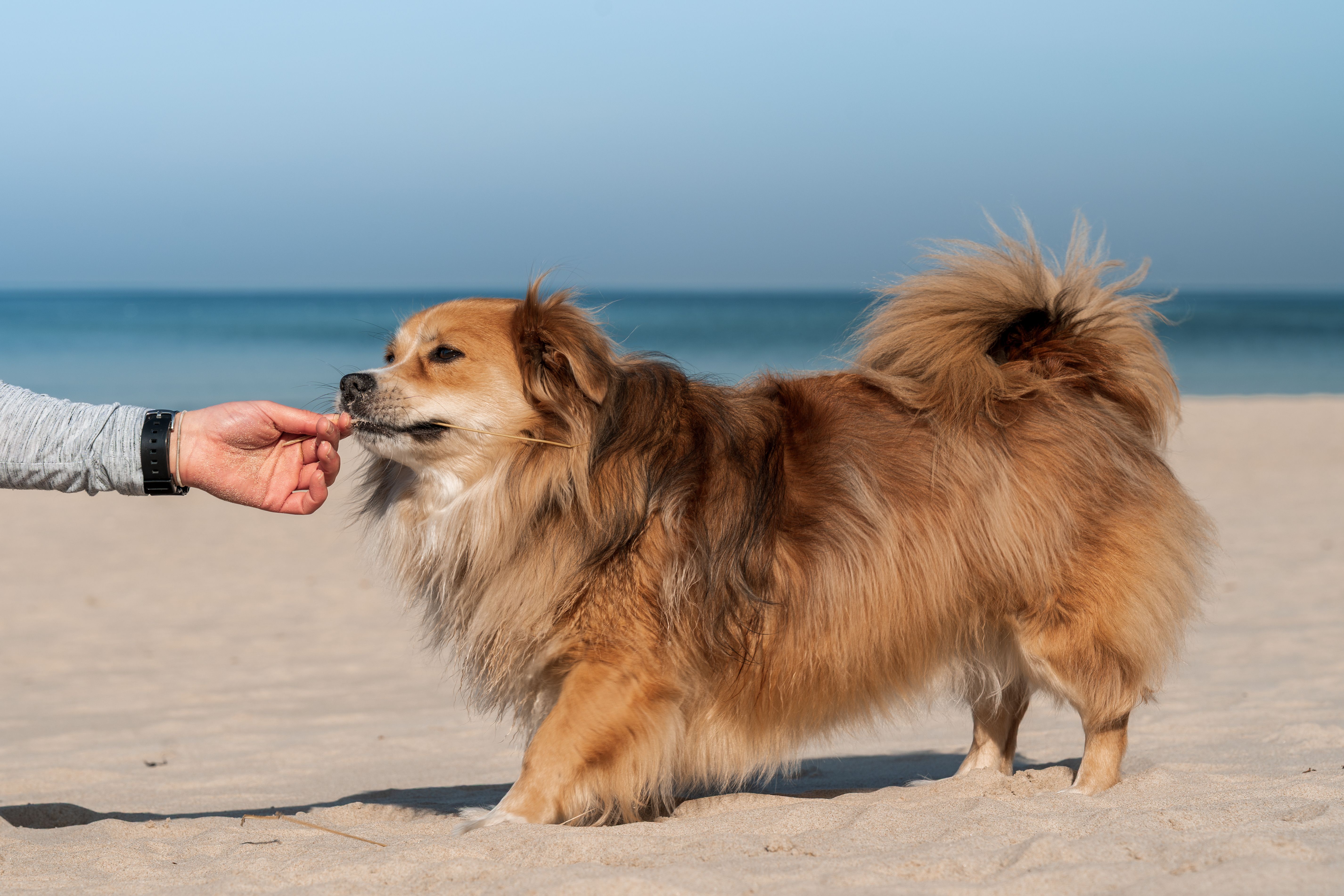 A fluffy dog enjoys a sunny day at Kołobrzeg beach, playing with its owner. Blue sea in backdrop.