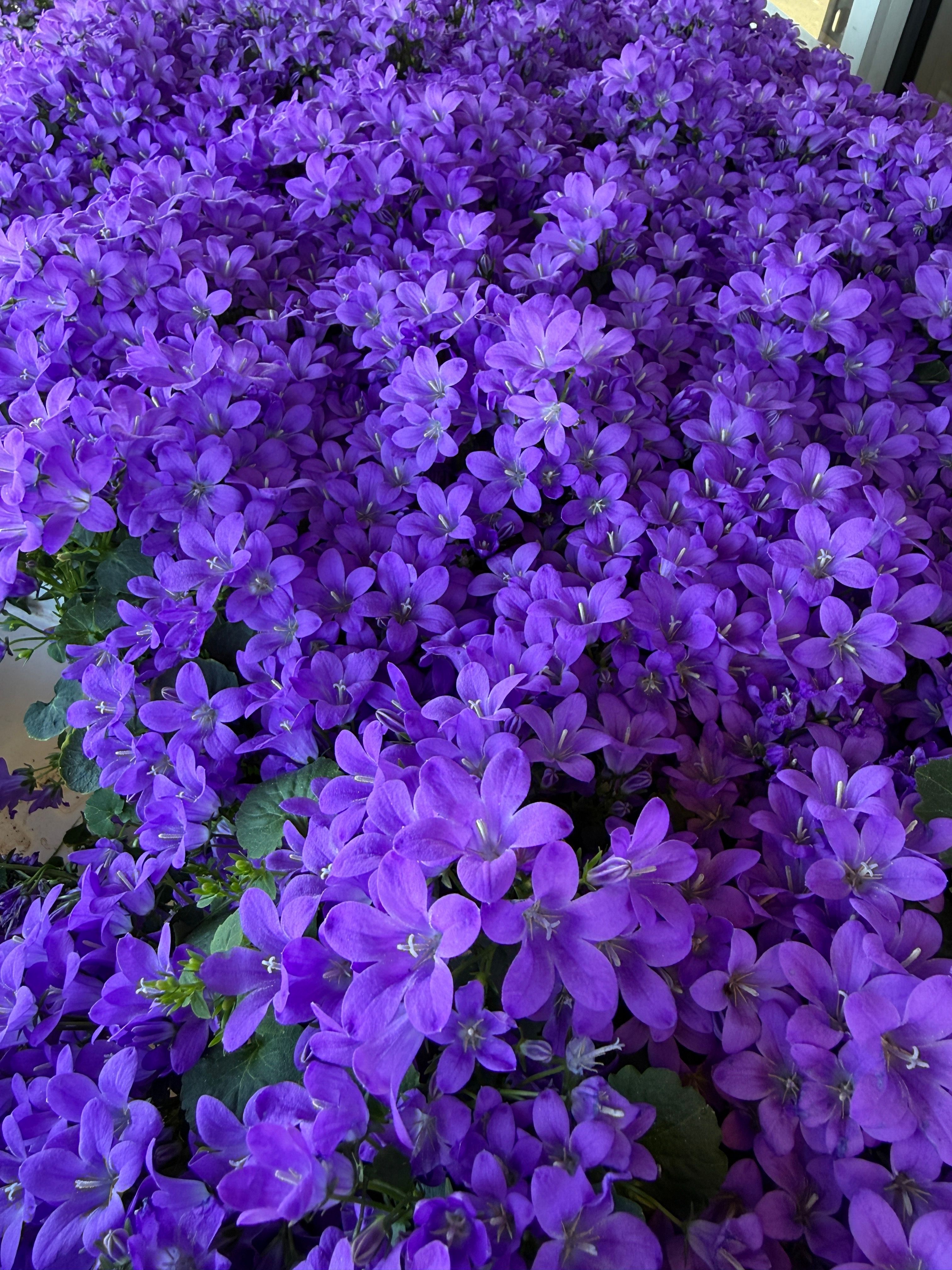 Vibrant Purple Flowers in Full Bloom · Free Stock Photo