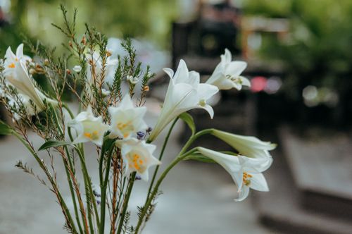 Free Close-up of white lilies in focus against a blurred outdoor background. Stock Photo
