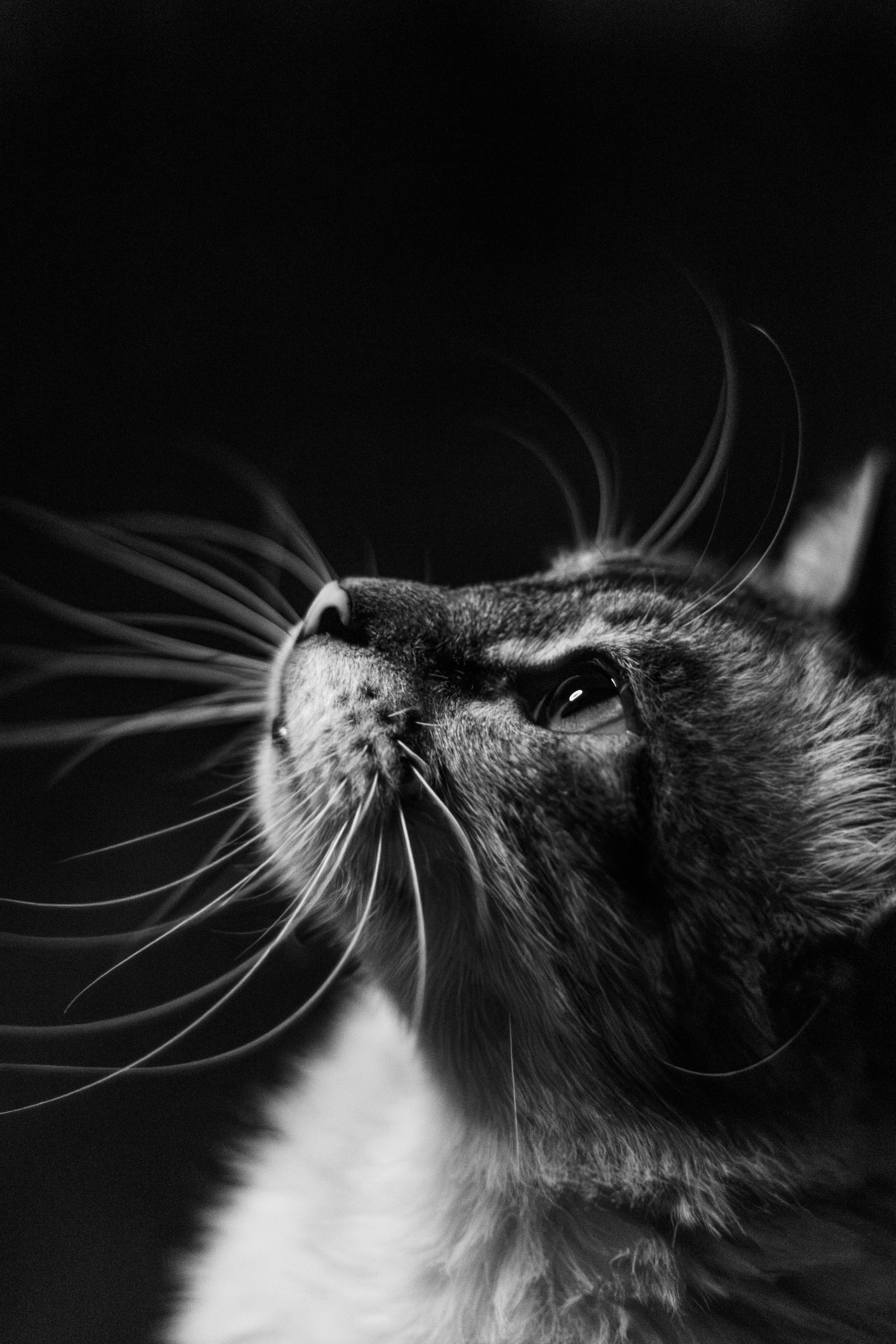 Black and White Portrait of a Domestic Cat · Free Stock Photo