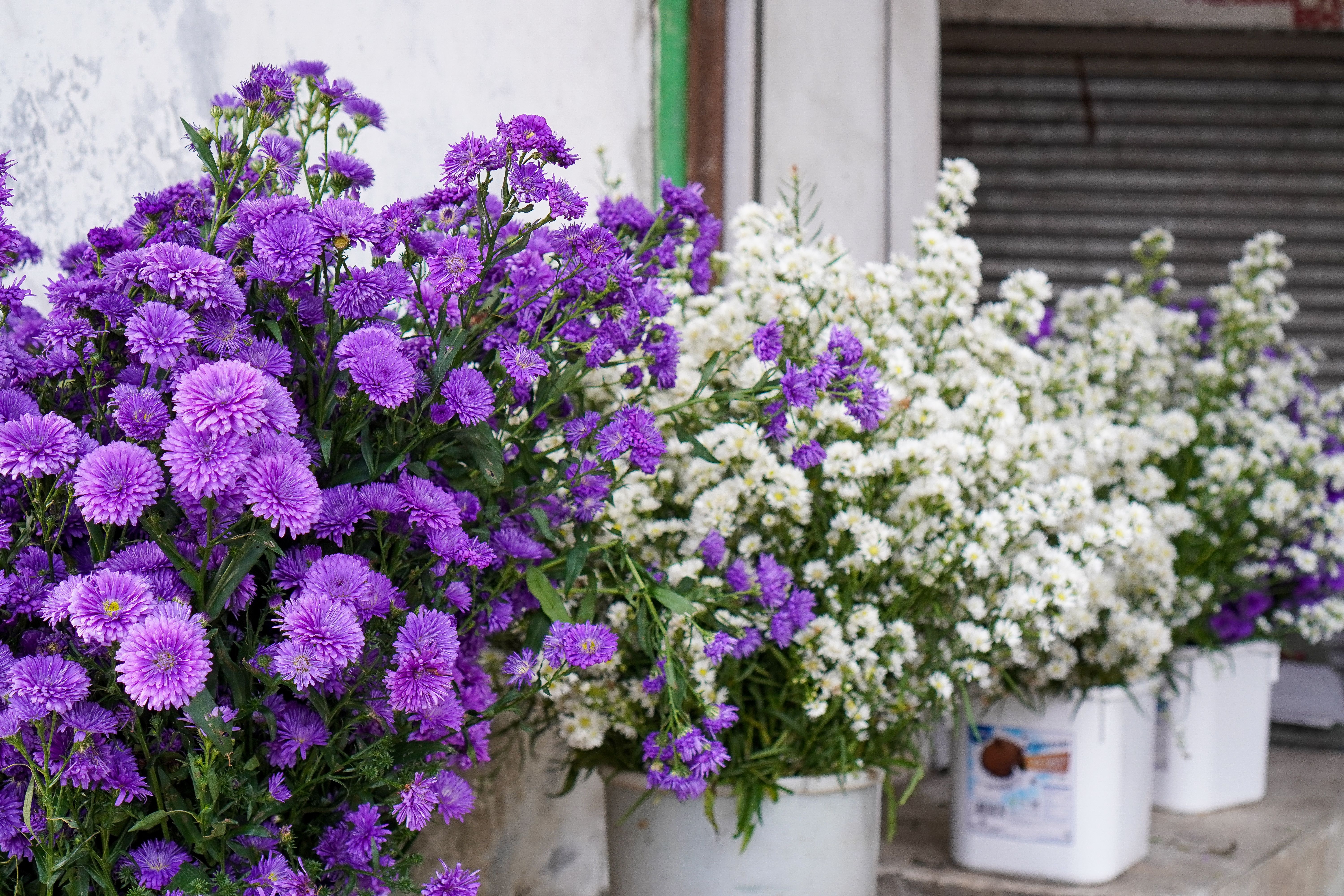 Bunches of vivid purple and white asters in buckets, creating a vibrant display in an urban environment.