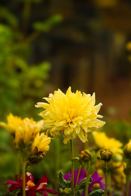 Free Close-up of vivid yellow chrysanthemums in a lush garden setting, showcasing nature's vibrant beauty. Stock Photo