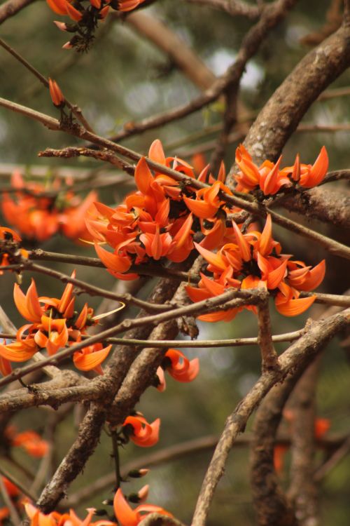Free Close-up of vibrant orange flame tree flowers on branches. Stock Photo