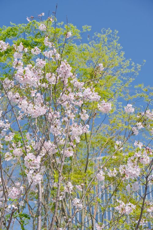 Free Beautiful cherry blossoms in full bloom set against a vibrant blue sky during springtime. Stock Photo