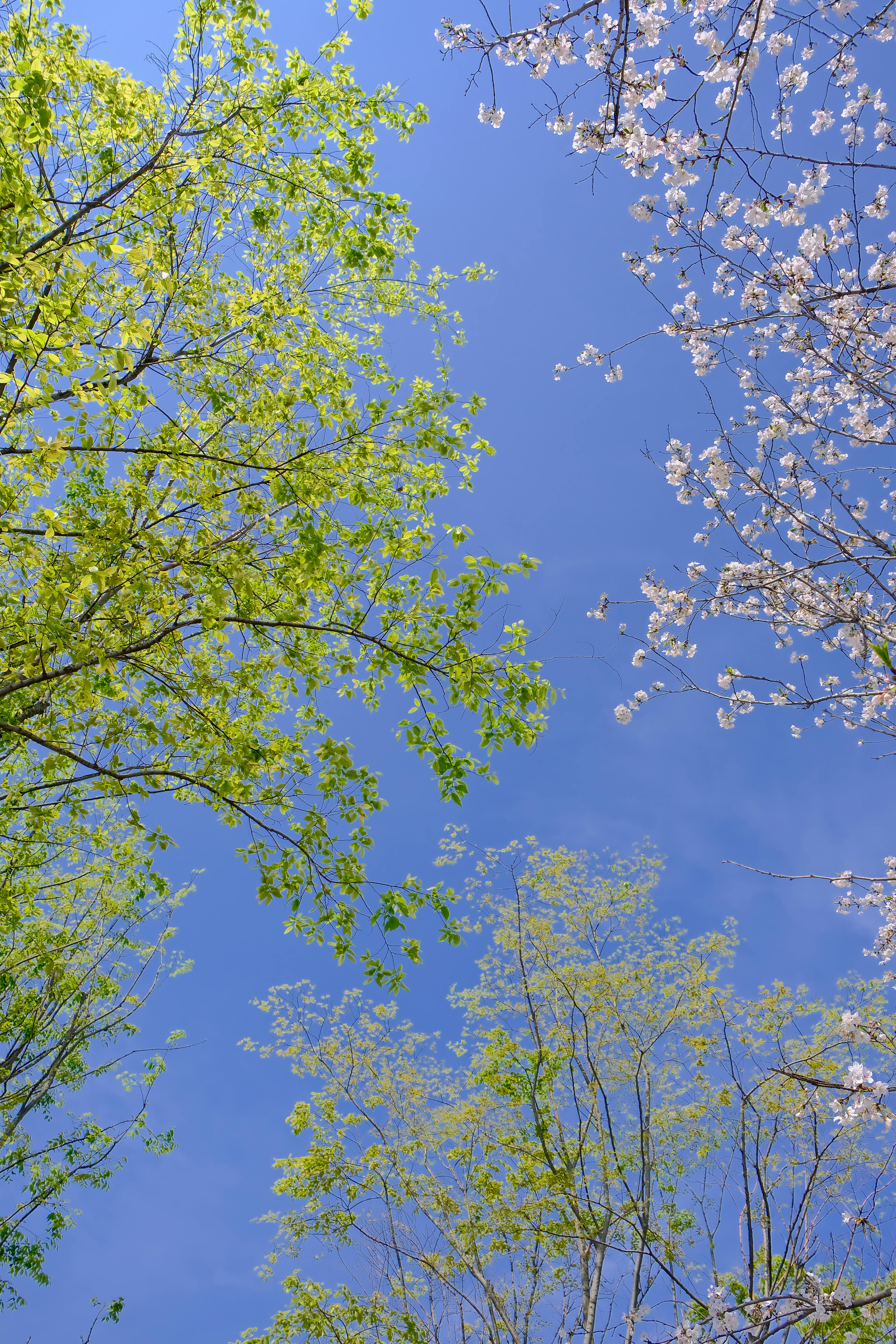 April 2026: Your Ultimate Guide to Cherry Blossom Viewing in Takayama & Shirakawa-go