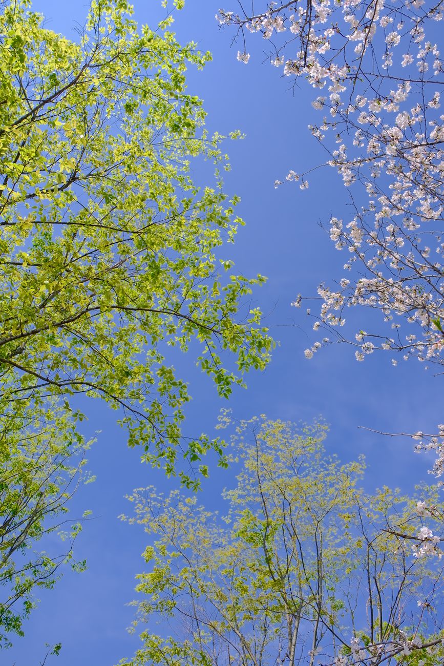 April 2026: Your Ultimate Guide to Cherry Blossom Viewing in Takayama & Shirakawa-go