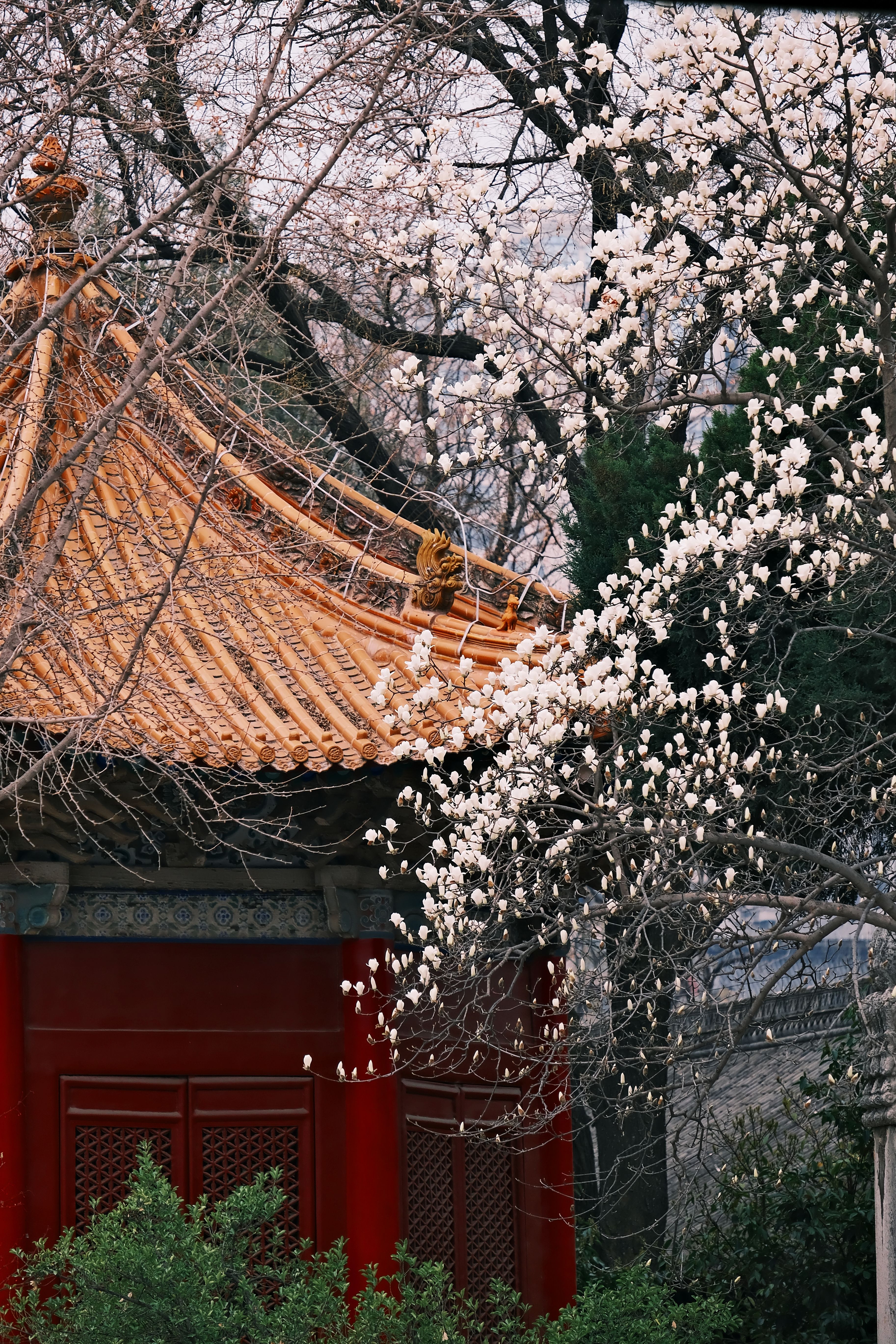 Traditional Chinese Architecture with Spring Blossoms · Free Stock Photo