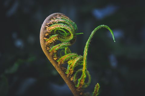 Artwork for Nature Knows: Set Healthier Boundaries and Ease Burnout by Learning From Plants with Mary Rothwell