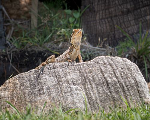 Free An eastern water dragon sunbathes on a rock in Mosman, NSW, Australia. Stock Photo
