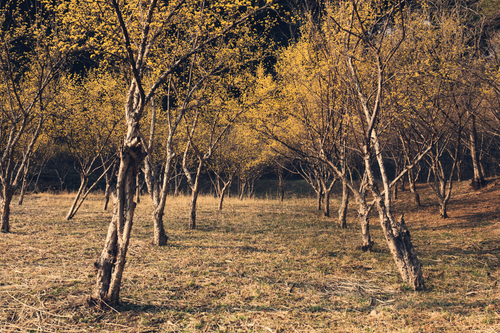 Free Tranquil forest scene with golden-hued trees in a peaceful autumn setting. Stock Photo