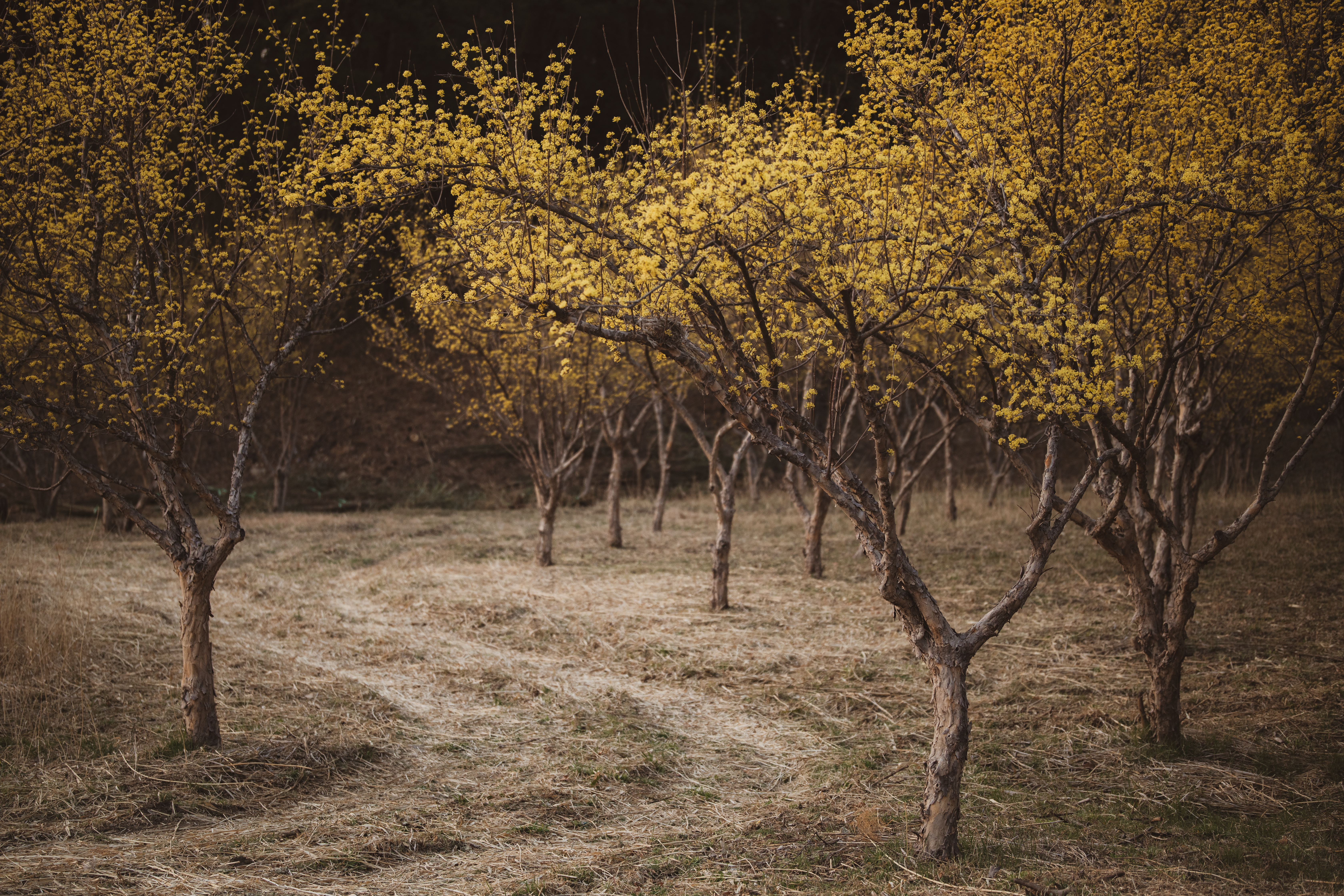 Golden Flowering Trees in Rustic Orchard · Free Stock Photo