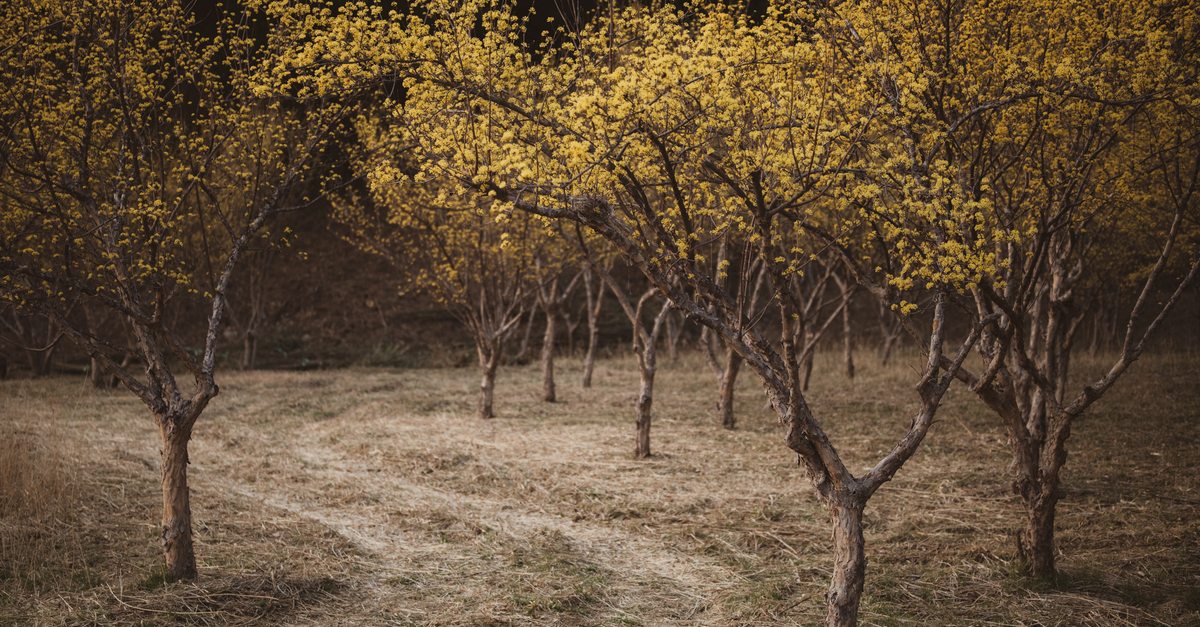 Rustic Orchard Golden Flowering Trees in Rustic Orchard · Free Stock Photo