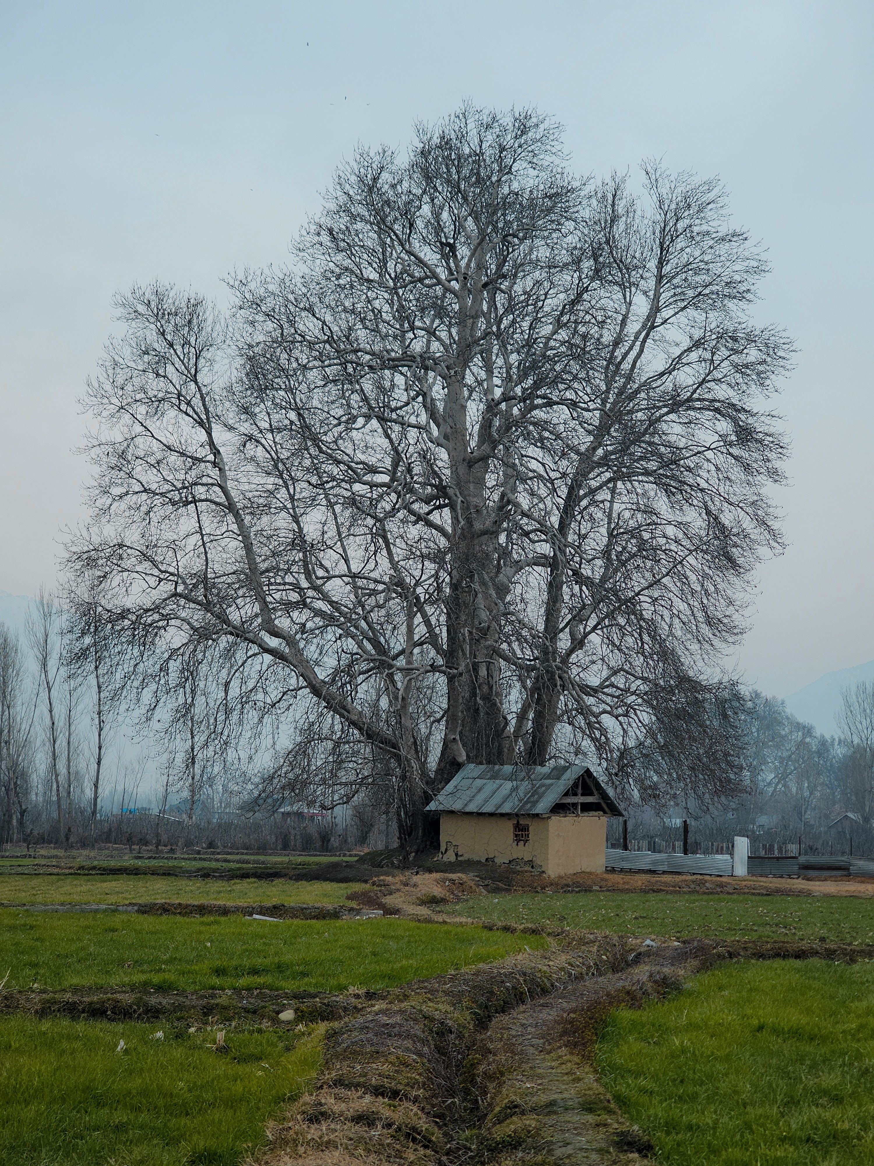 Scenic Rural Landscape with Large Bare Tree · Free Stock Photo