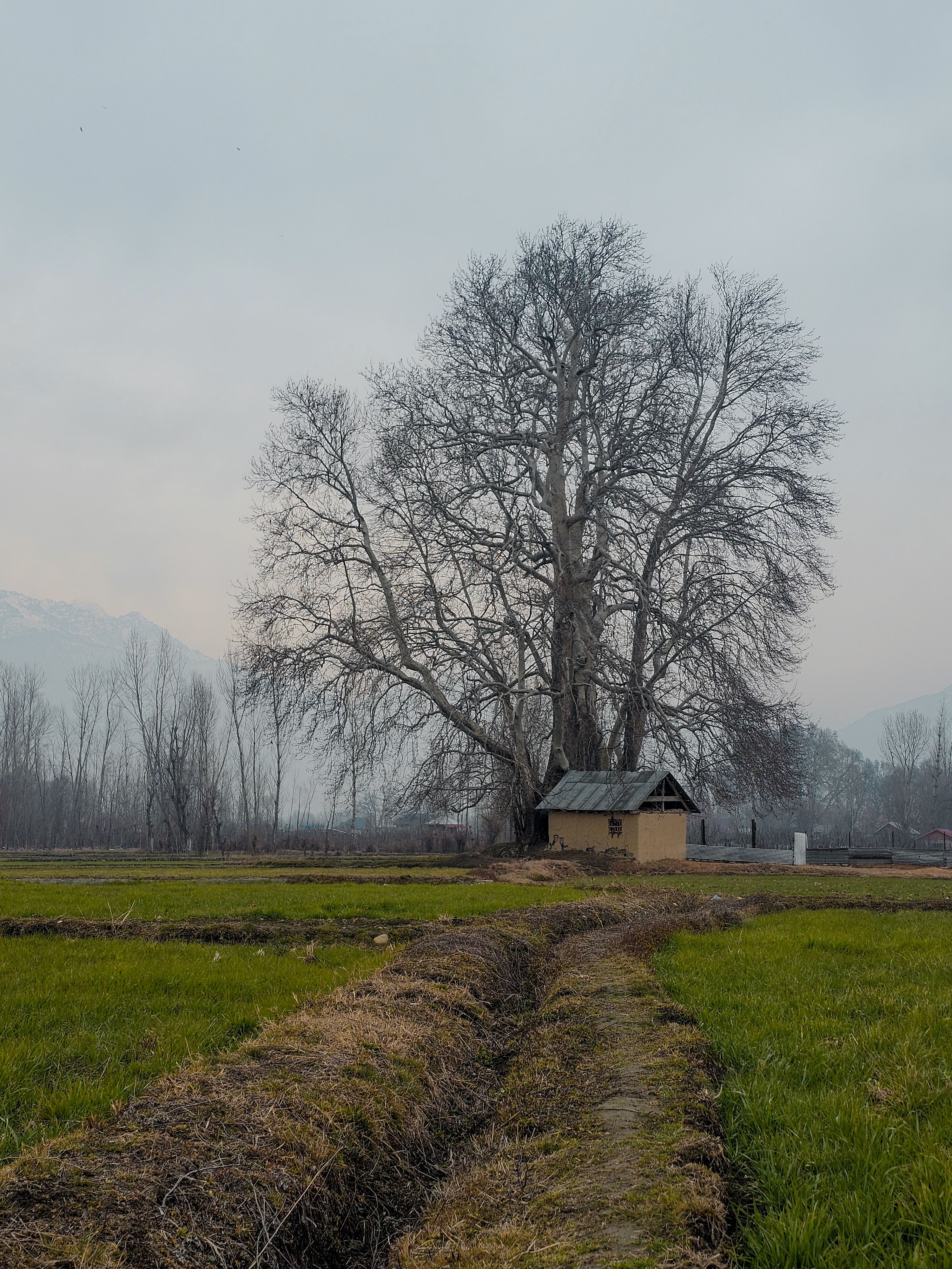 Scenic Rural Landscape with Large Bare Tree · Free Stock Photo