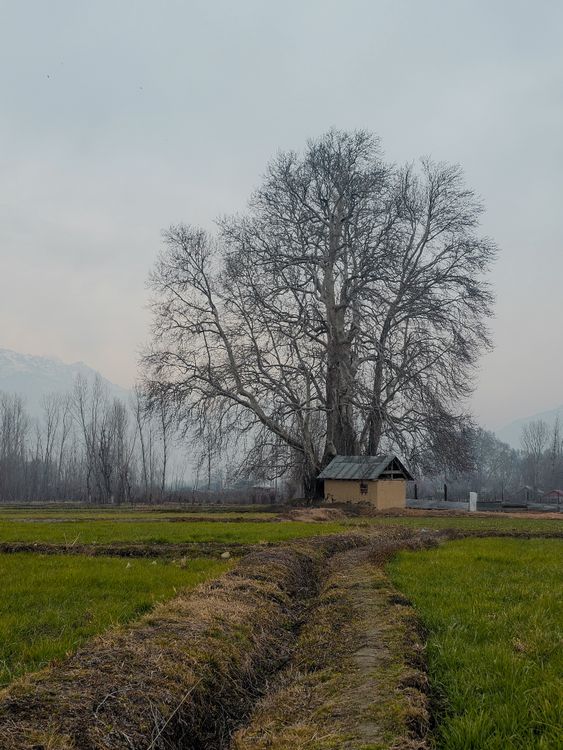 A Rural Tree Scenic Rural Landscape with Large Bare Tree · Free Stock Photo