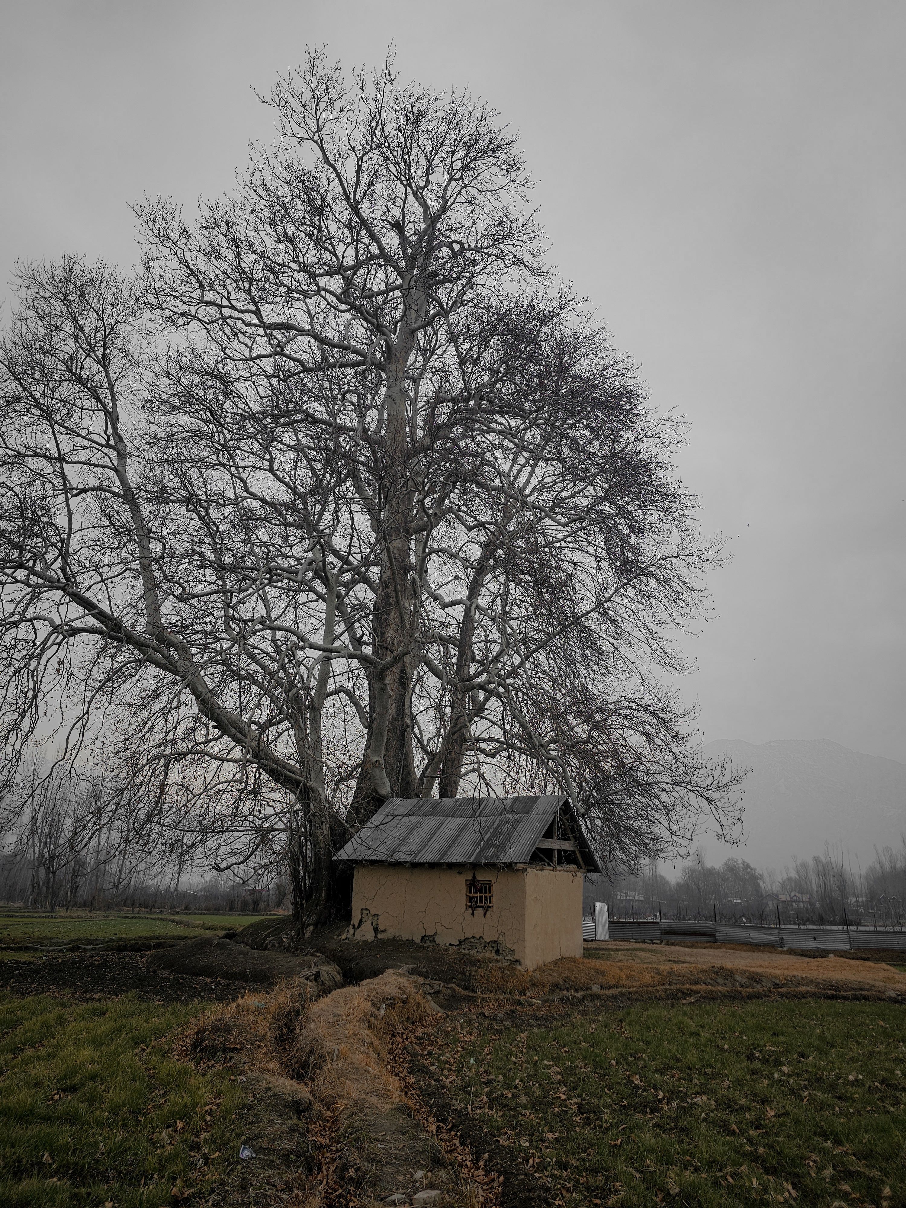 Rural landscape with lone tree and shack · Free Stock Photo