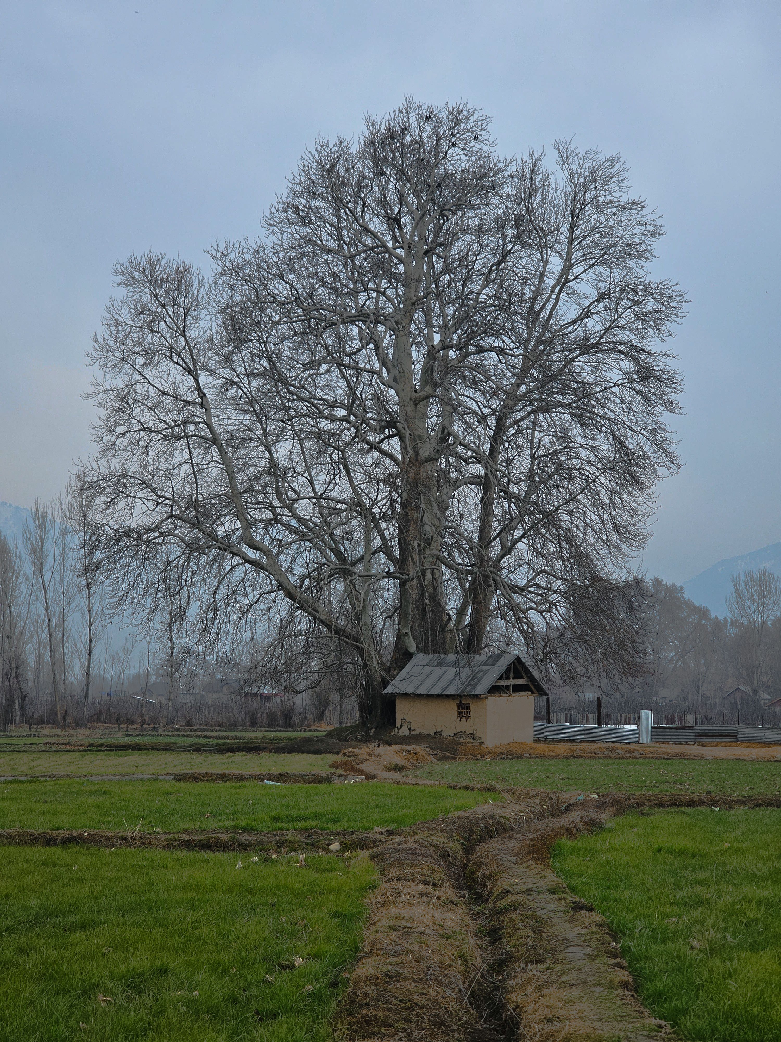 Lonely Tree in a Countryside Field · Free Stock Photo