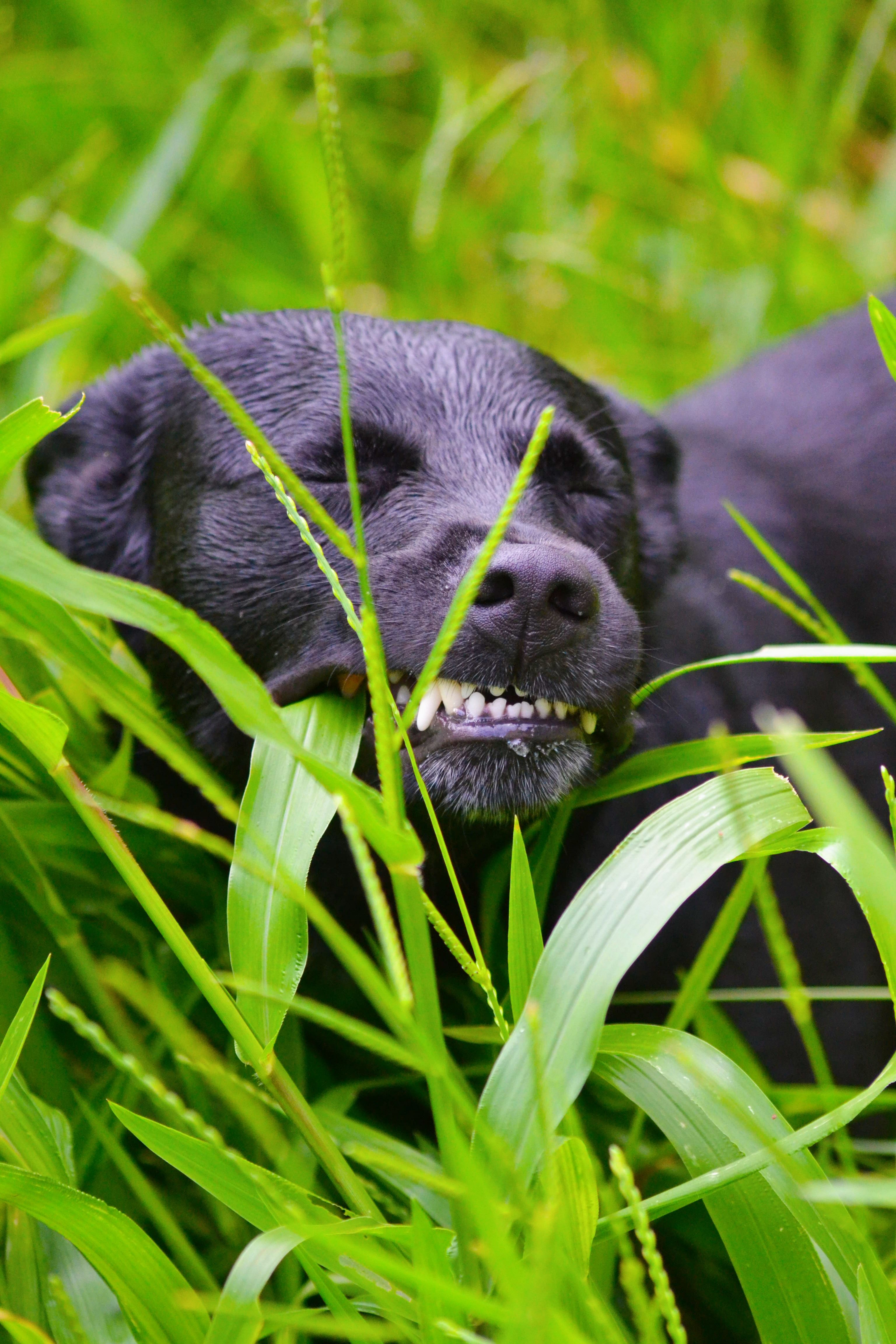 Black Labrador chewing grass in a lush field