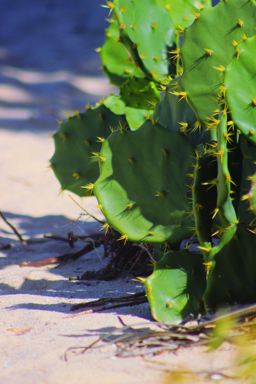 Free Close-up of a green cactus with sharp spines in a sandy desert setting. Stock Photo