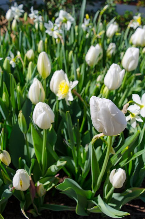 Free stock photo of bed of flowers, flower, tulip