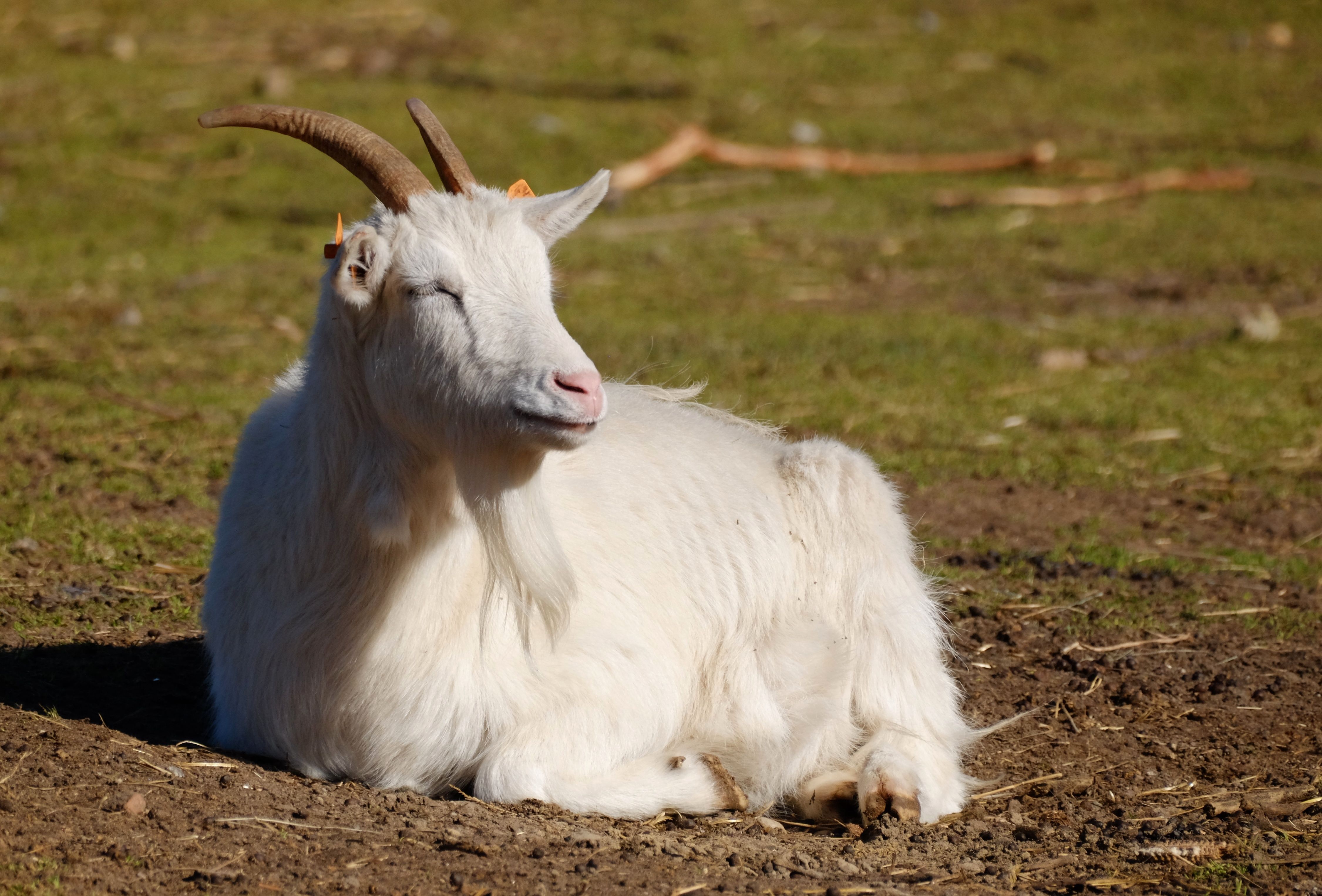 White Goat Resting on a Grass Field in Sunlight · Free Stock Photo