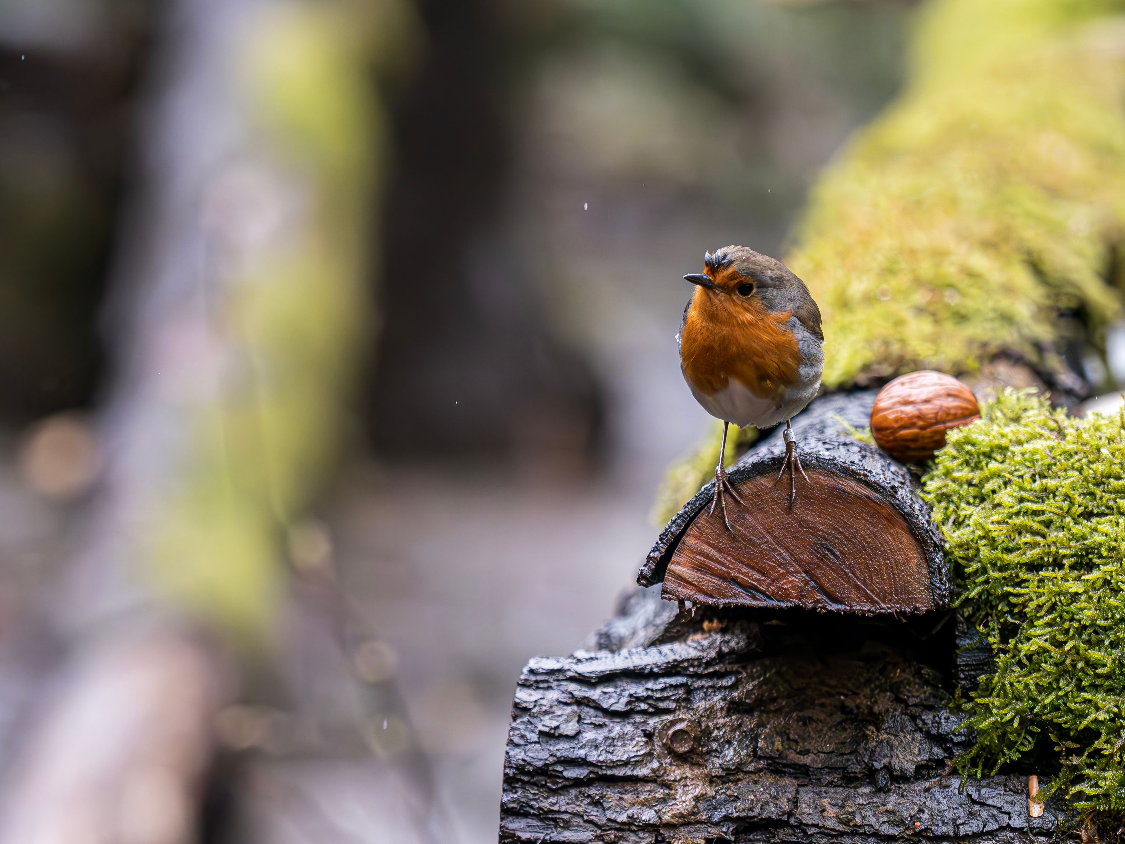 European Robin Perched on Mossy Log in Forest · Free Stock Photo