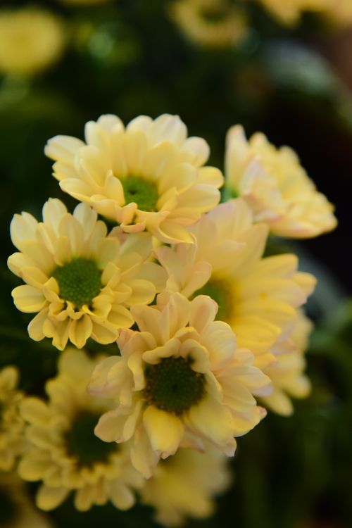 Free A vibrant close-up of blooming yellow chrysanthemums with lush green centers. Stock Photo