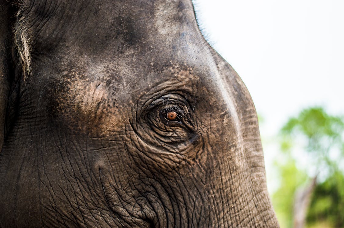 Free Close Up Photo of Elephants Eye Stock Photo