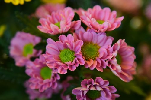 Free Beautiful close-up of vibrant pink chrysanthemums in full bloom, showcasing detailed petals and greenery. Stock Photo