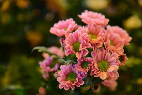 Free A vivid close-up of colorful pink chrysanthemums, highlighting their intricate petals against a soft background. Stock Photo