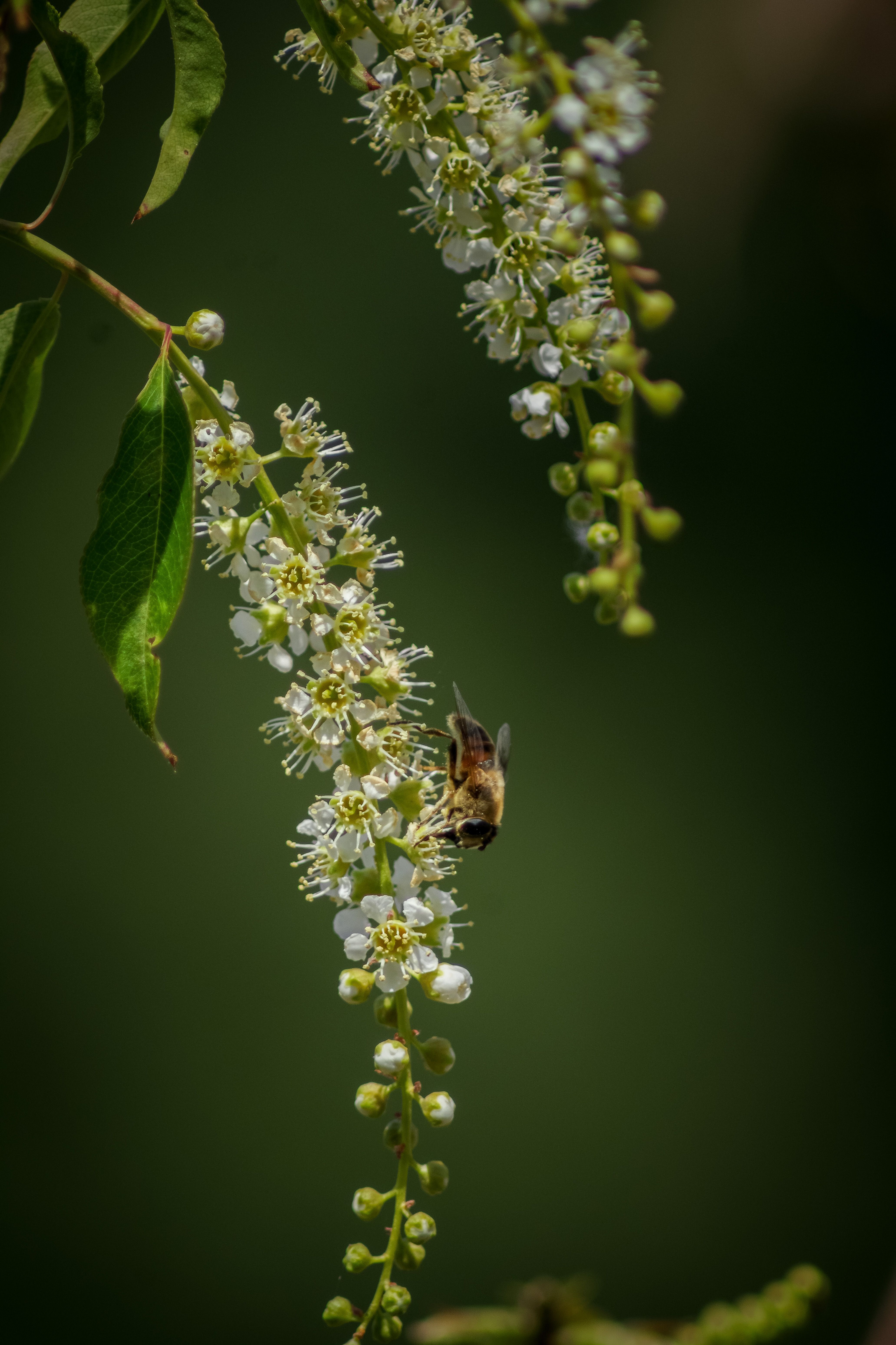 Bee Pollinating Blossoms on a Capulin Tree · Free Stock Photo