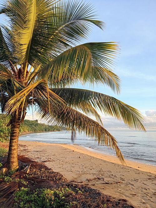 Free Scenic tropical beach with a palm tree and serene ocean view at sunrise. Stock Photo