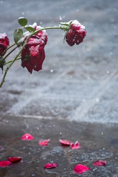 Red roses dusted with snow on a gray pavement, embodying winter's delicate beauty.