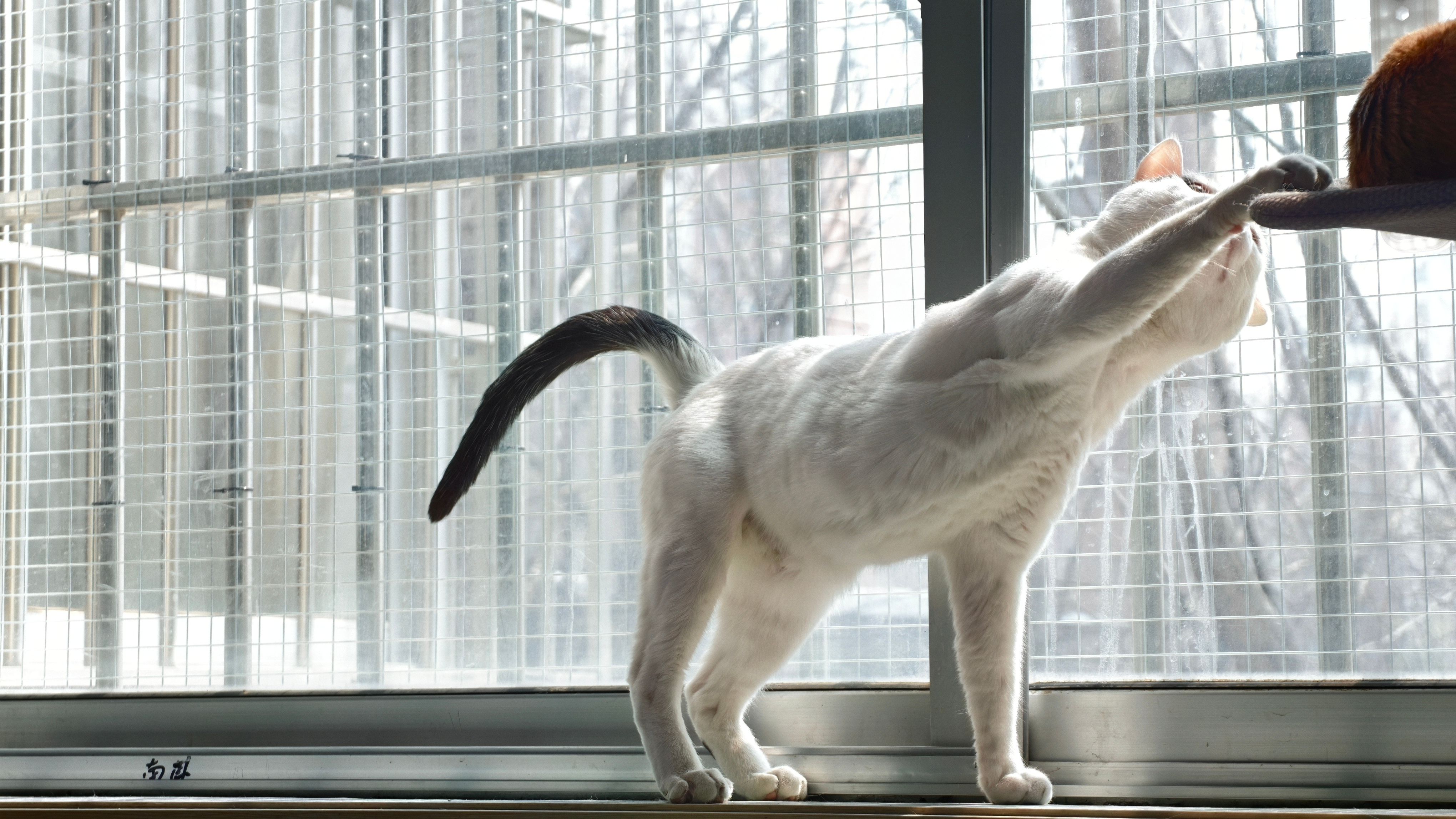 A white cat playfully reaches at a sunny window indoors.