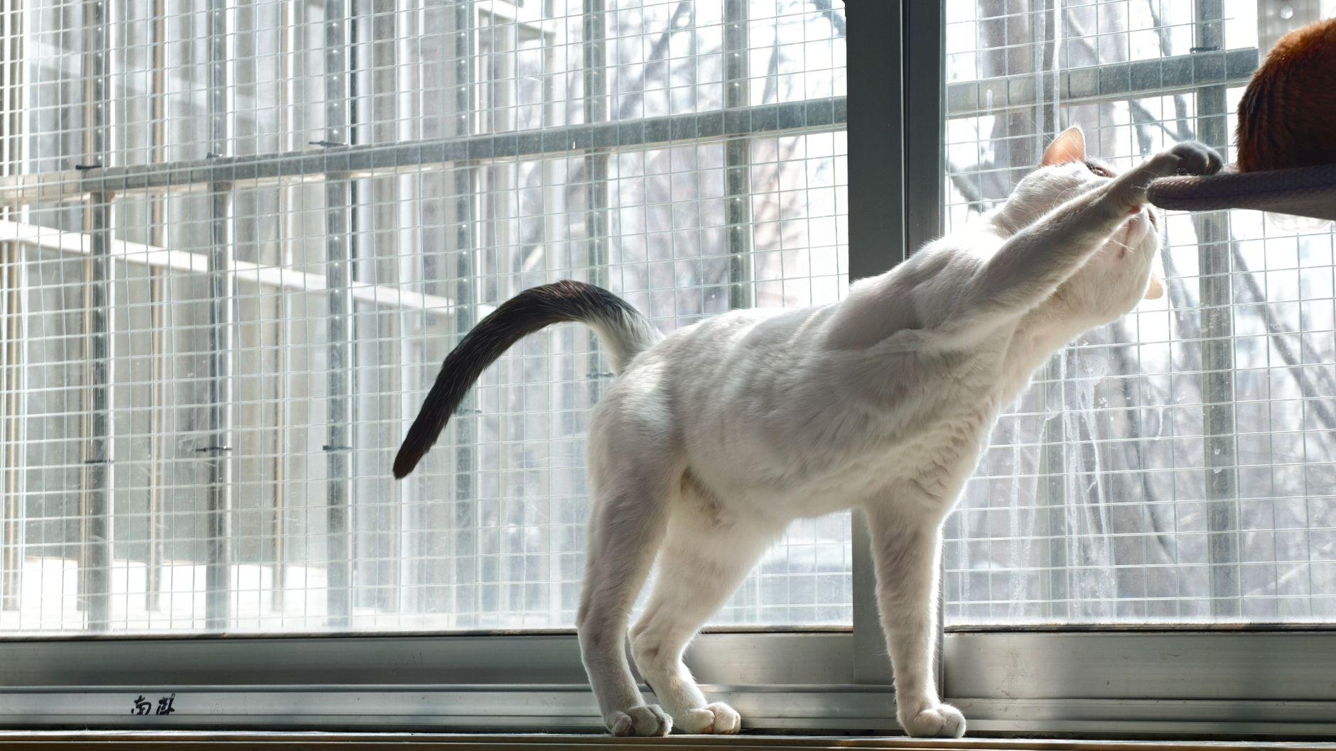 A white cat playfully reaches at a sunny window indoors.