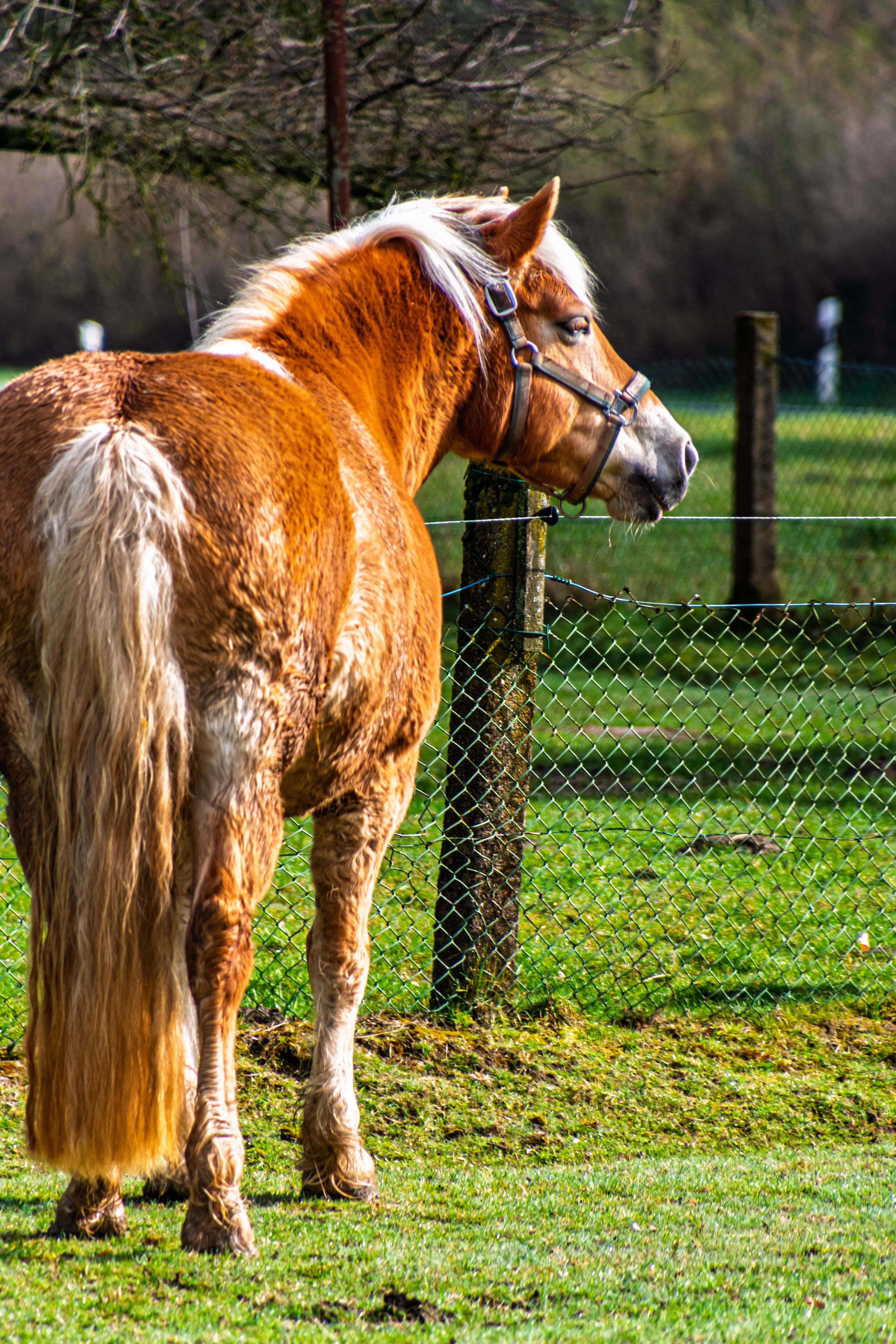 Beautiful Brown Horse in a Green Pasture · Free Stock Photo