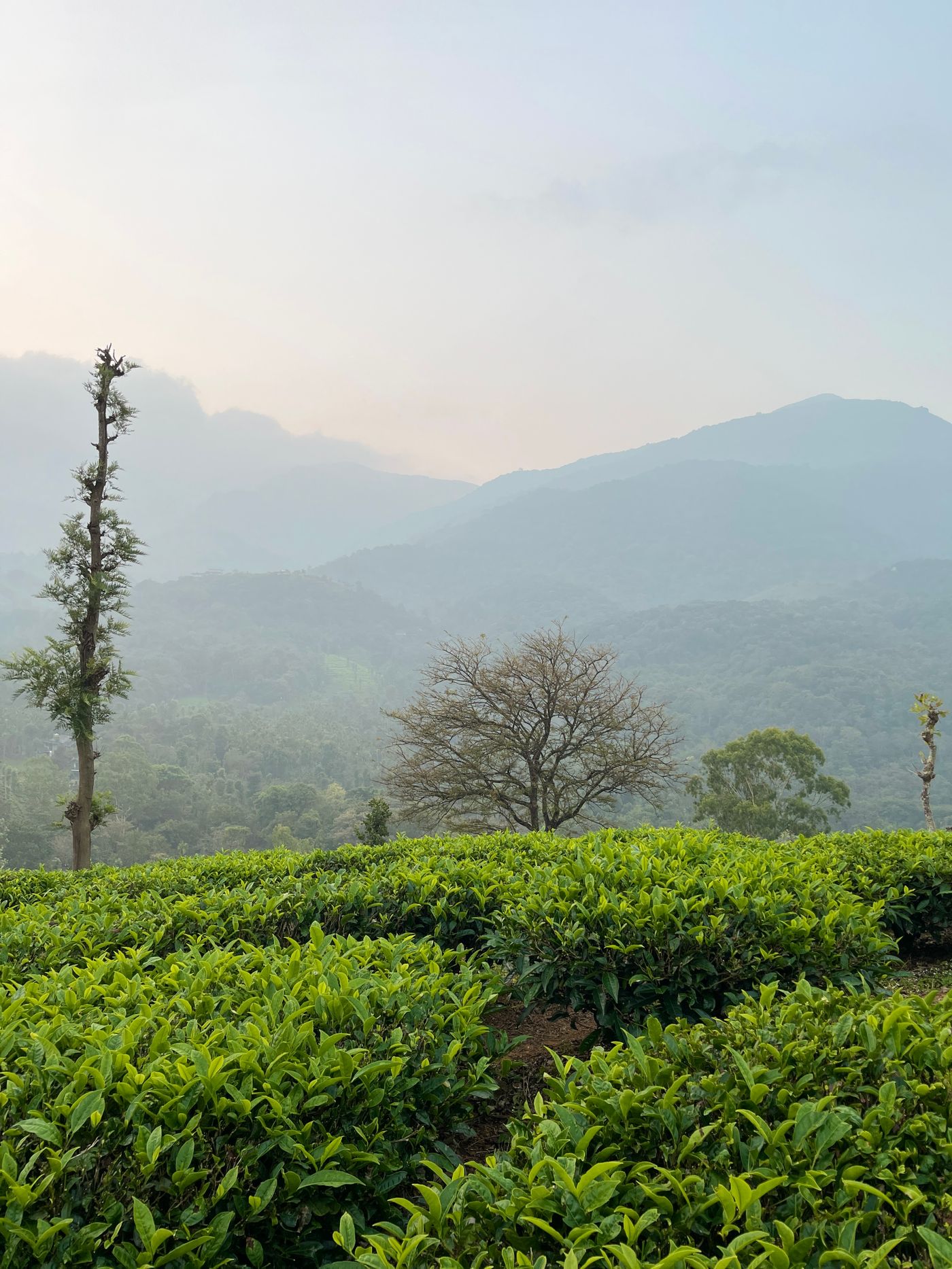 Tea bushes with the hill ranges beyond — Wayanad, representative image