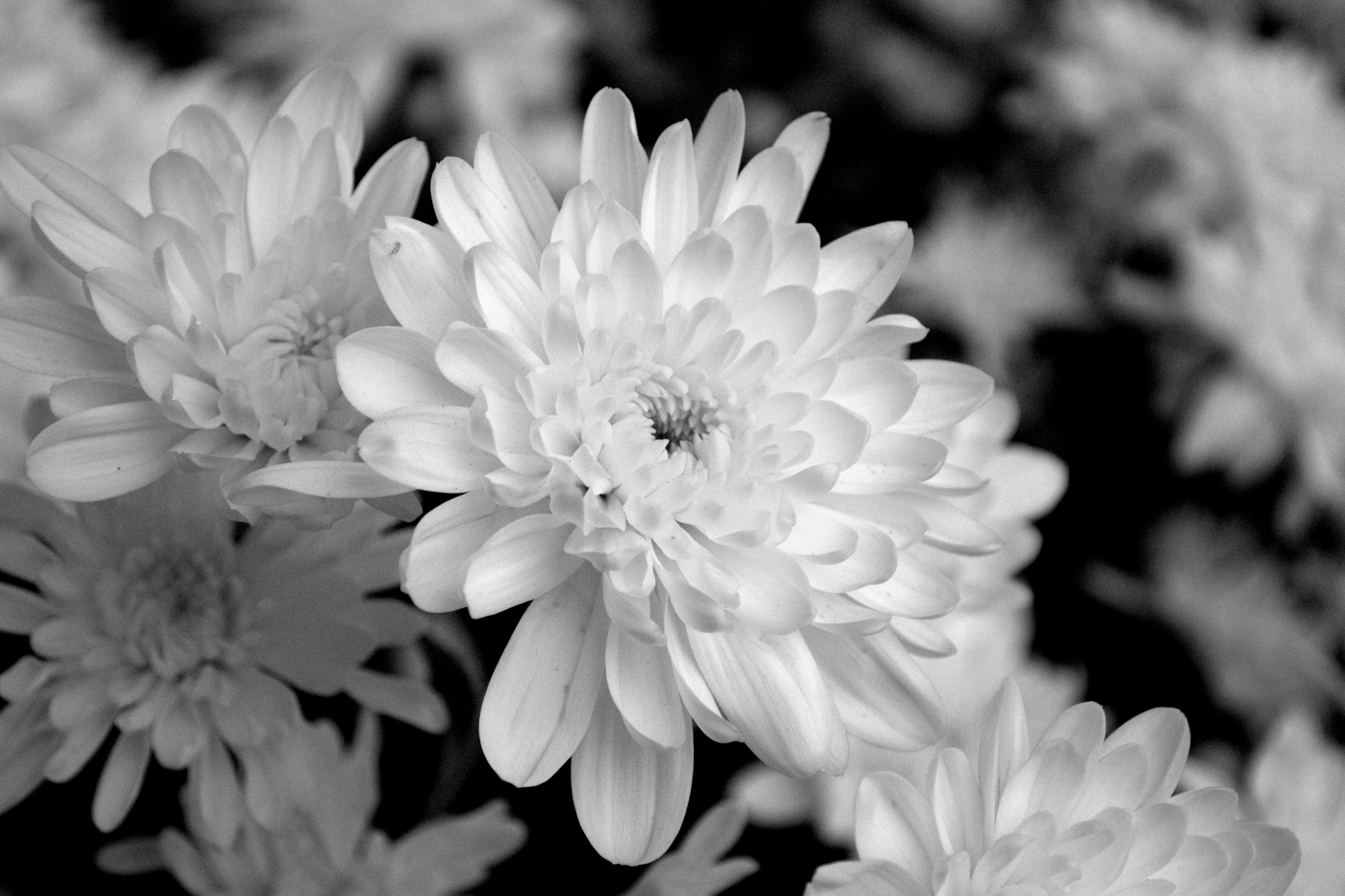 Longevity is in the genes: half of lifespan is heritable - Nature — Photo by Irma Sjachlan on Pexels