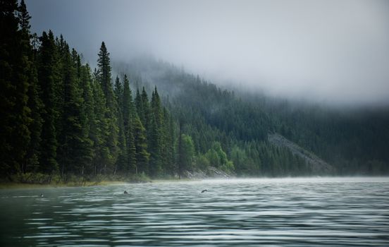 Serene misty morning view of an alpine forest lake with calm waters and dense trees.