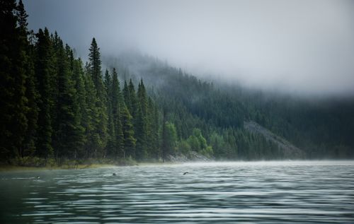 Free Serene misty morning view of an alpine forest lake with calm waters and dense trees. Stock Photo