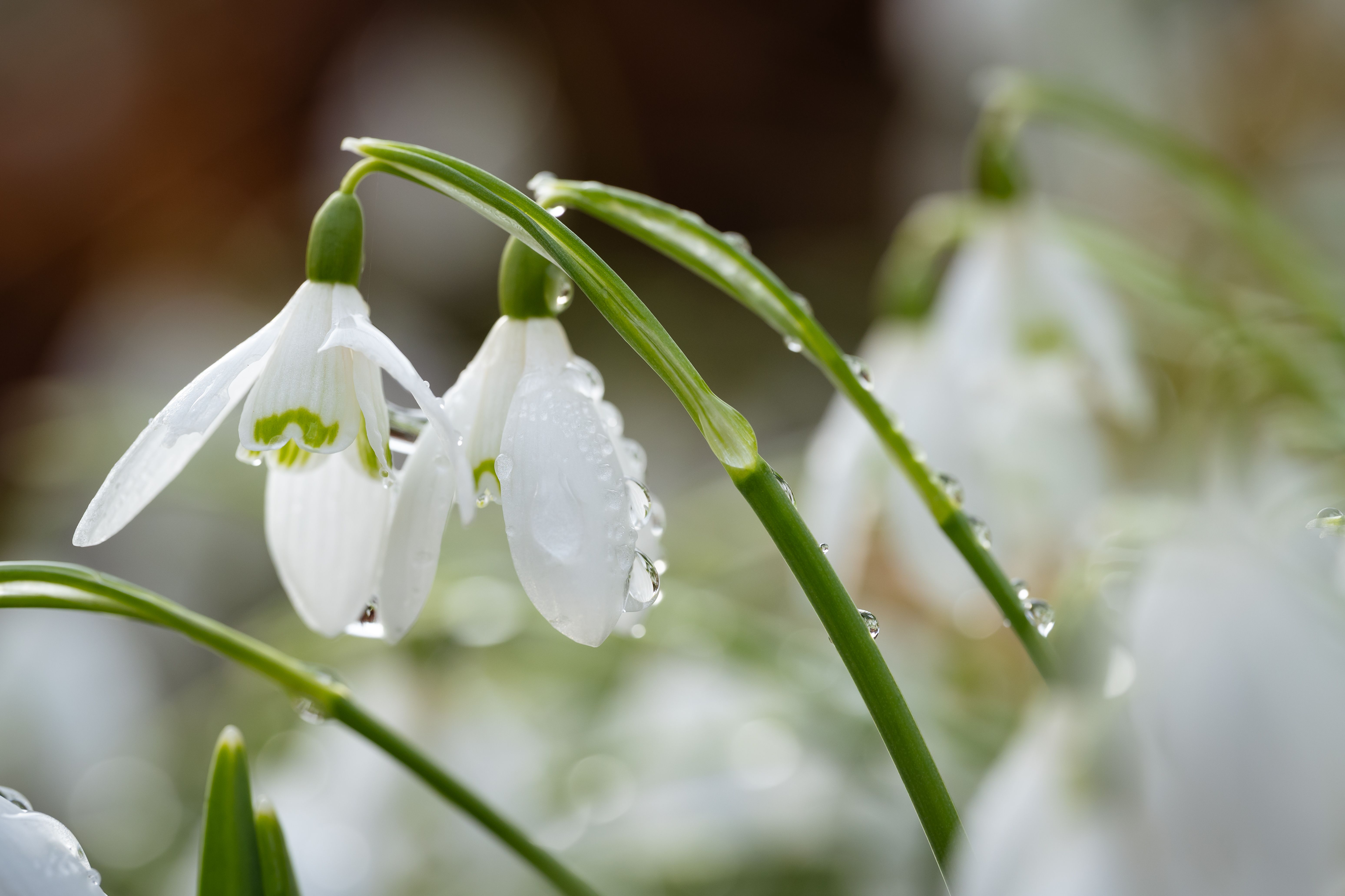Close-up of Dew-Kissed Snowdrops in Scotland · Free Stock Photo