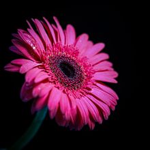A pink gerbera daisy — photo by Mirza Sifat Ahmed on Pexels