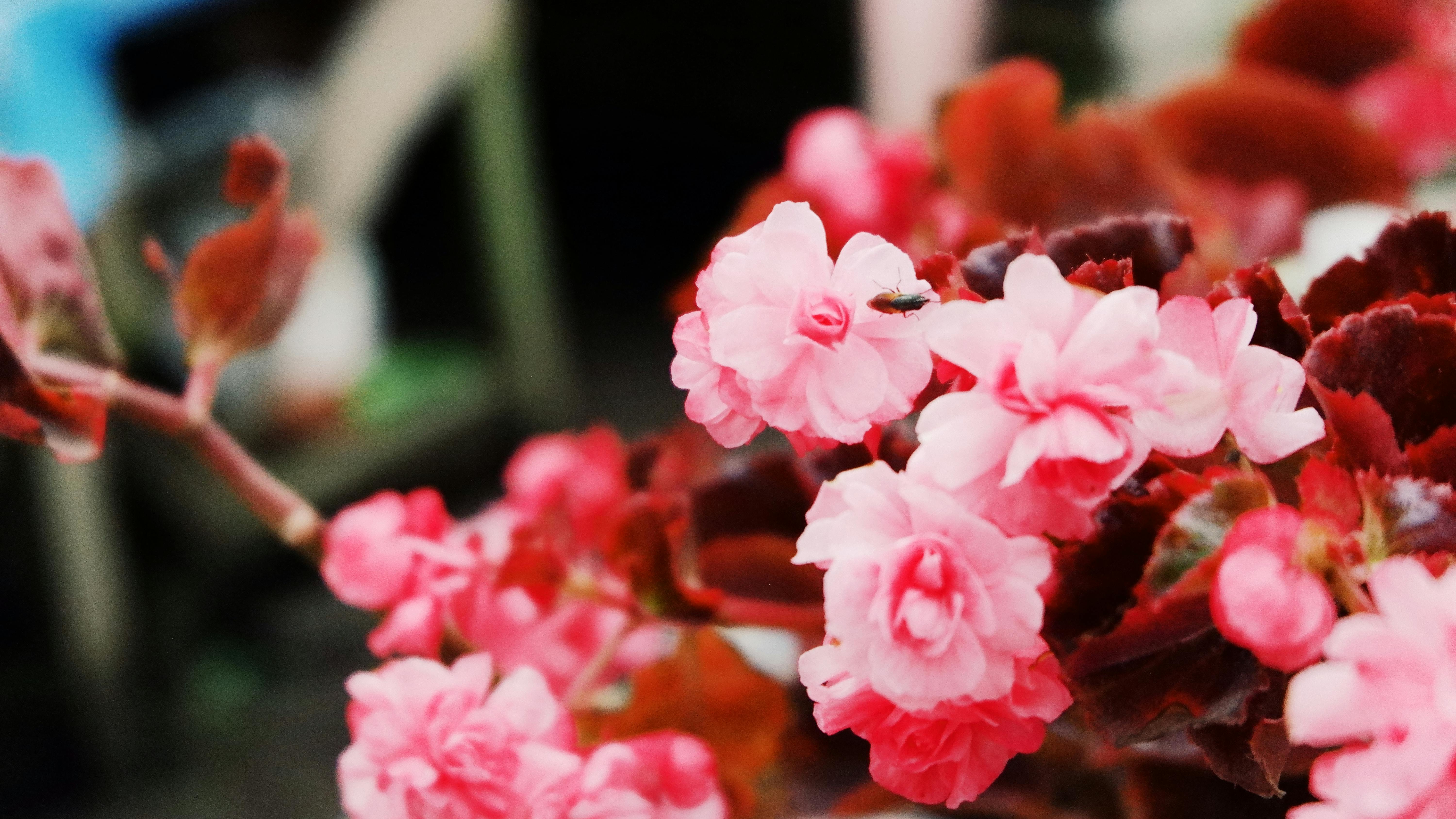 [ColoSach]-vibrant-pink-begonia-flowers-with-an-insect-perched-on-one,-showcasing-natural-beauty.
