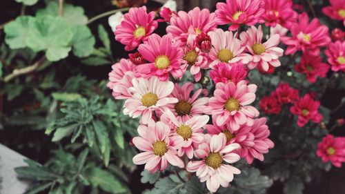 Free Close-up of pink chrysanthemums showcasing vibrant petals and lush greenery. Stock Photo