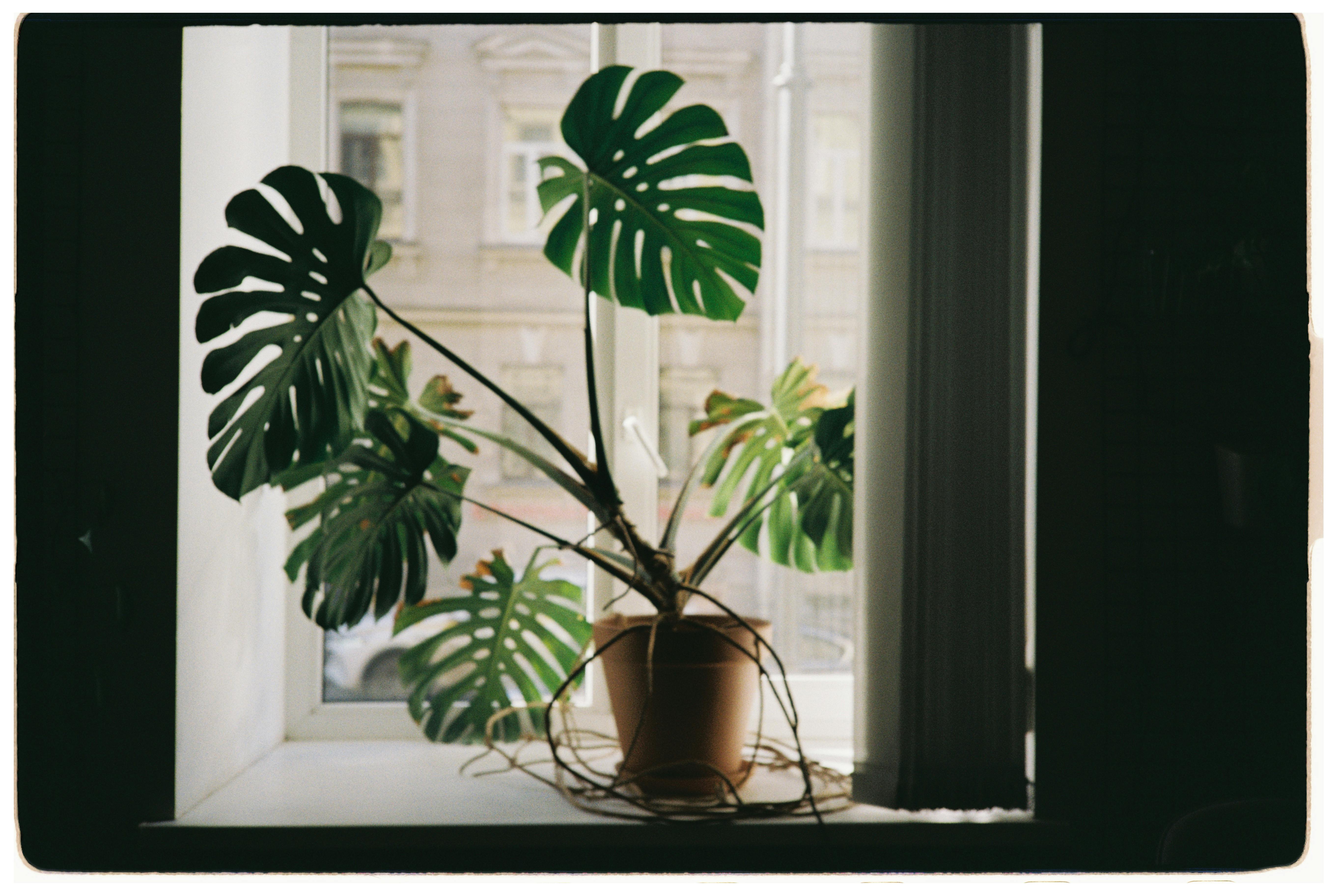 A thriving Monstera Deliciosa growing in a chunky, well-aerated soil mix - houseplant soil mix recipe