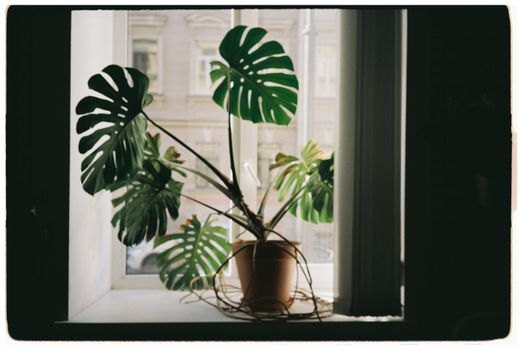 A lush Monstera plant in a pot sits on a windowsill, framed by soft natural light.